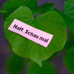 HALT SCHAU MAL, 2008, naklejka na różnych powierzchniach w ramach prezentacji galerii Kronika w Bytomiu w czasie 5. Berlin Biennale