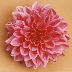 Różowa dalia na różowym,  1999, 60x80 cm