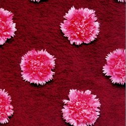 Różowe goździki na bordowym, 1999, 80x60 cm