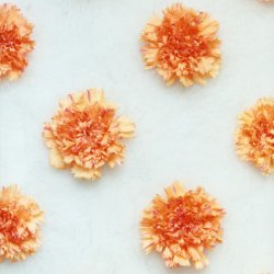 Pomarańczowe goździki na białym, 1999, 80x60 cm