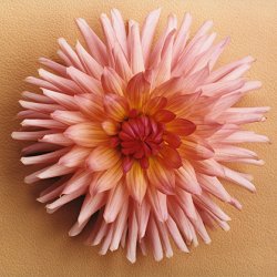 Łososiowa dalia na beżowym, 1999, 60x80 cm