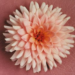 Łososiowa dalia różowym, 1999, 60x80 cm