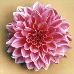 Różowa dalia na beżowym, 1999, 60x80 cm