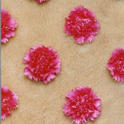 Różowe goździki na beżowym, 1999, 80x60 cm