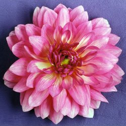 Różowa dalia na fioletowym, 1999, 60x80 cm